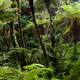 This is what primary forest in Haiti’s Massif de la Hotte looks like.